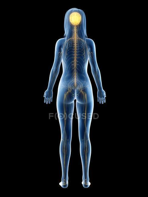 Corpo femminile con sistema nervoso e cervello visibili, illustrazione al computer . — Foto stock