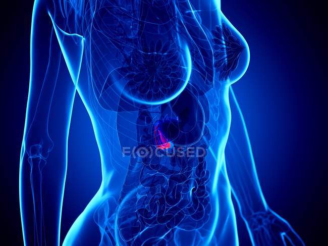 Rot gefärbte Bauchspeicheldrüse durch innere Organe des weiblichen Körpers, Computerillustration — Stockfoto