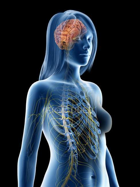 Corps féminin avec système nerveux visible et cerveau, illustration par ordinateur . — Photo de stock