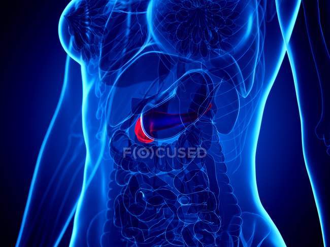 Красный цвет поджелудочной железы через внутренние органы женского тела, компьютерная иллюстрация — стоковое фото