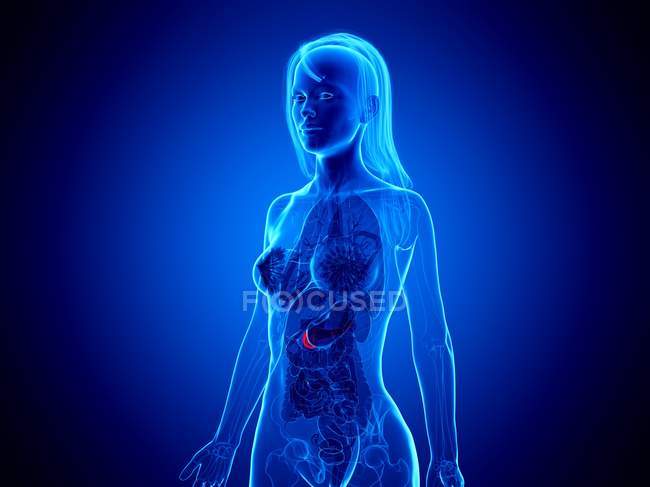 Red colored pancreas through internal organs of female body, computer illustration — Stock Photo