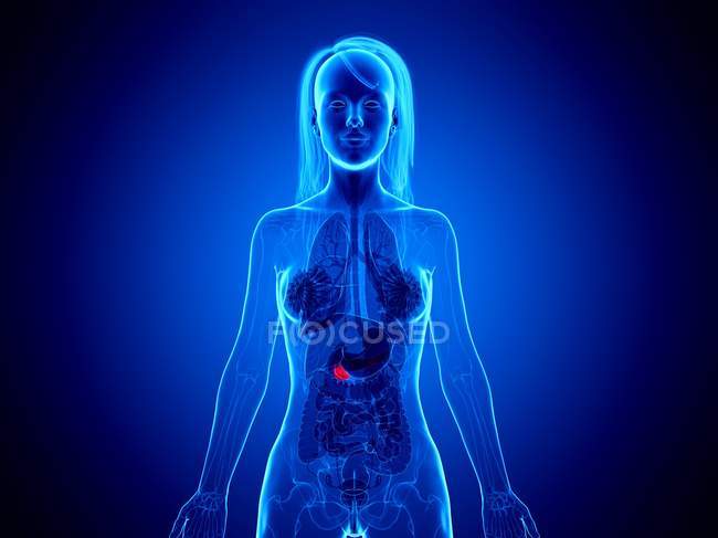 Красный цвет поджелудочной железы через внутренние органы женского тела, компьютерная иллюстрация — стоковое фото