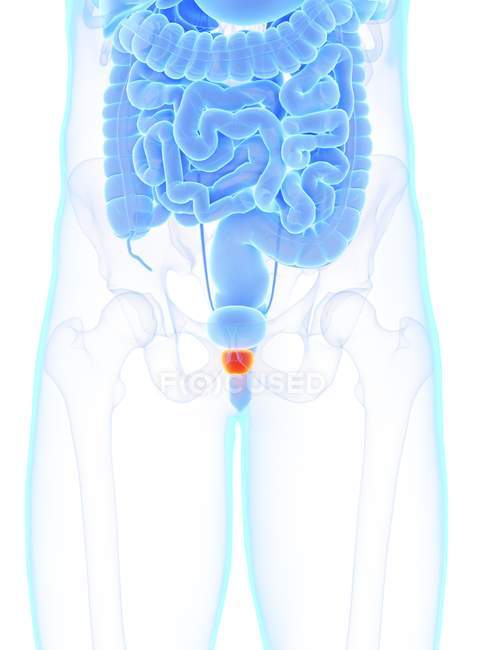 Glándula prostática de color naranja en el cuerpo masculino, ilustración digital . - foto de stock