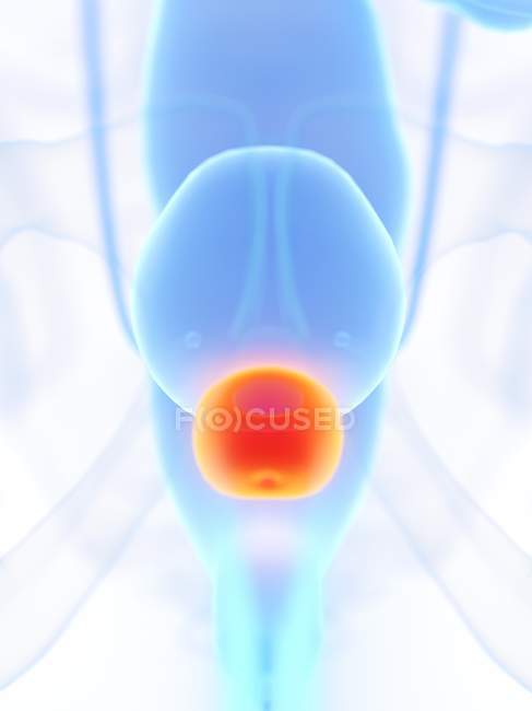 Orange colored prostate gland in male body, digital illustration. — Stock Photo