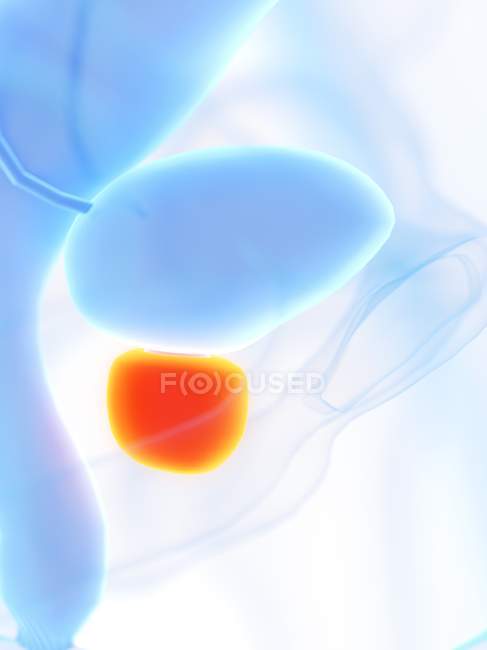 Ghiandola prostatica di colore arancione nel corpo maschile, illustrazione digitale
. — Foto stock