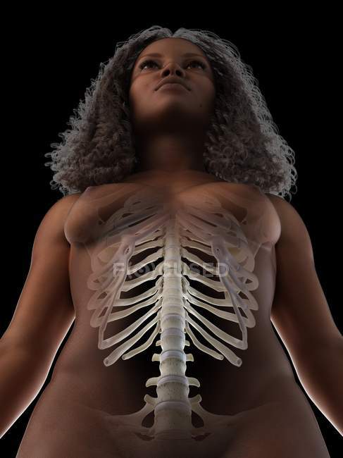 Cage thoracique de femme, illustration numérique anatomique . — Photo de stock