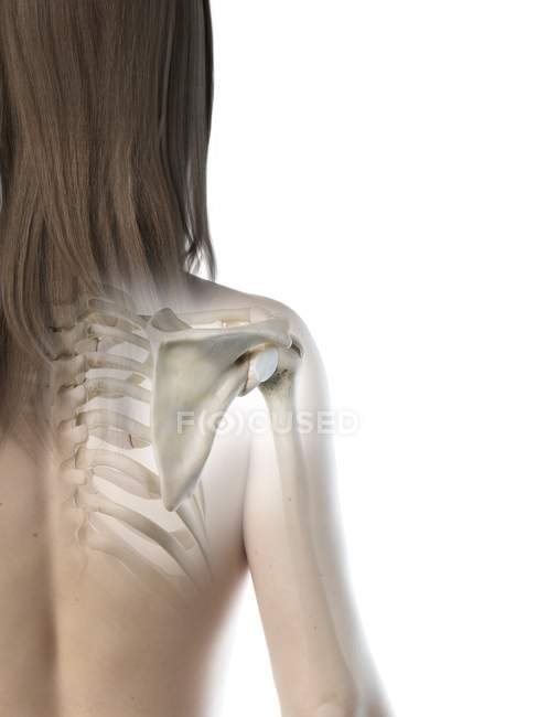 Corpo feminino com articulação visível do ombro, ilustração do computador . — Fotografia de Stock