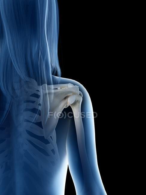 Corpo femminile con articolazione visibile della spalla, illustrazione del computer . — Foto stock