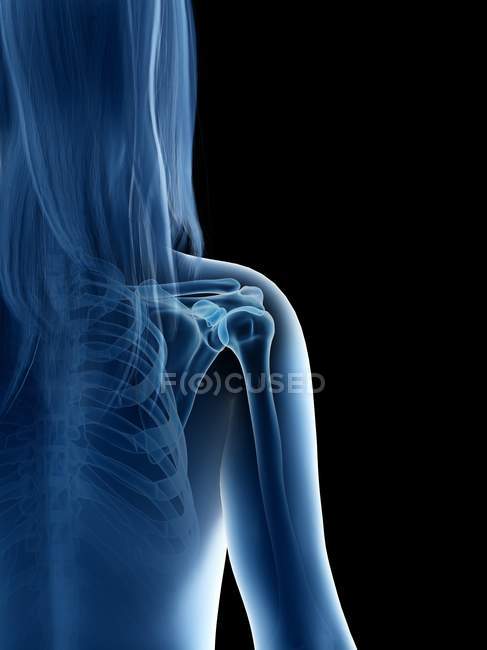 Cuerpo femenino con articulación visible del hombro, ilustración por ordenador
. - foto de stock