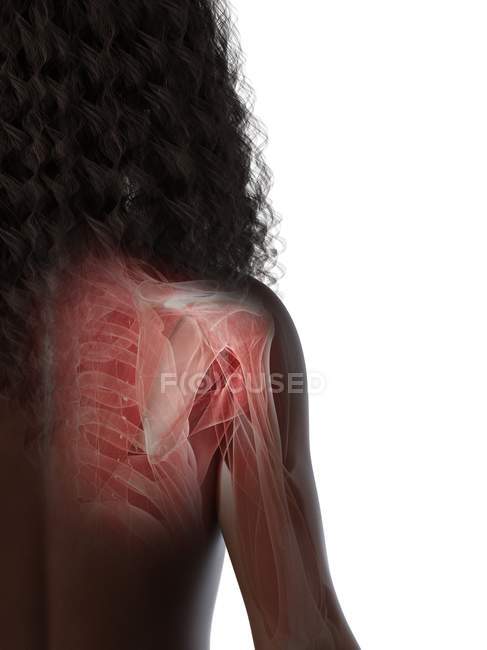 Músculos del hombro, huesos y articulaciones del cuerpo femenino, ilustración por ordenador - foto de stock
