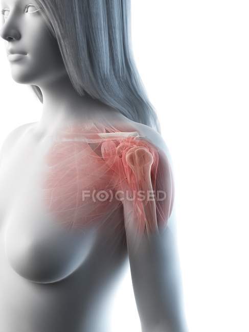 Músculos del hombro, huesos y articulaciones del cuerpo femenino, ilustración por ordenador - foto de stock