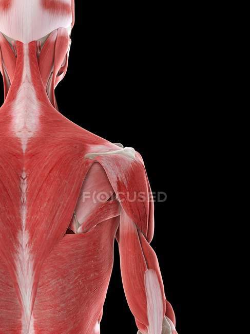 М'язи плечей жіночого тіла, комп'ютерна ілюстрація — стокове фото
