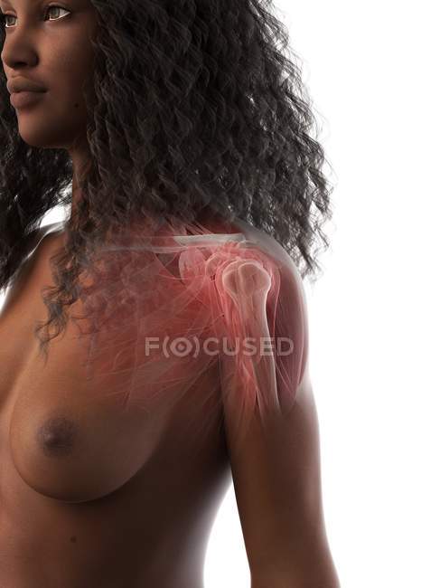 Anatomia della spalla femminile, illustrazione al computer . — Foto stock