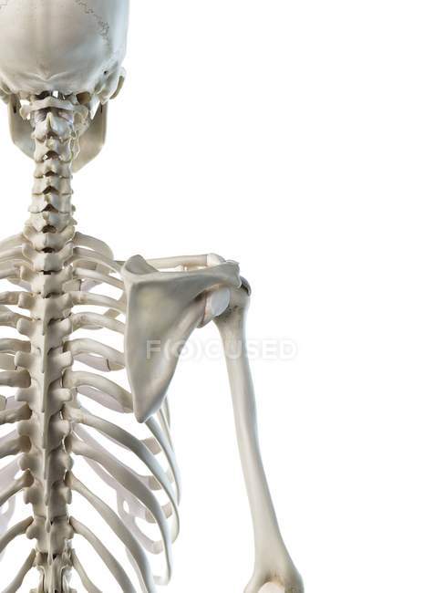Anatomía de huesos del hombro del esqueleto humano, ilustración por computadora
. - foto de stock