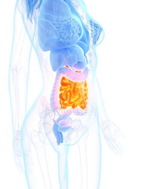 Женская анатомия с оранжевым цветом тонкой кишки, цифровая иллюстрация
. — стоковое фото