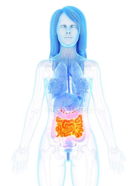 Anatomía femenina con intestino delgado de color naranja, ilustración digital . - foto de stock