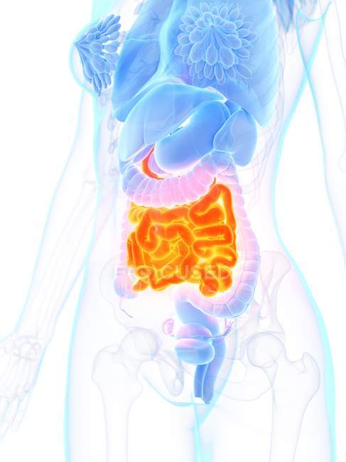 Anatomía femenina con intestino delgado de color naranja, ilustración digital . - foto de stock