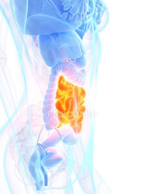 Female anatomy with orange colored small intestine, digital illustration. — Stock Photo