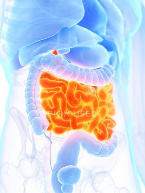 Anatomia masculina com intestino delgado de cor laranja, ilustração digital . — Fotografia de Stock