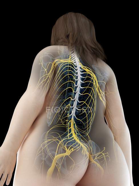 Женская анатомия со спинным мозгом, компьютерная иллюстрация — стоковое фото