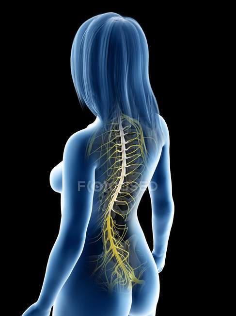 Weibliche Anatomie mit Rückenmark, Computerillustration — Stockfoto
