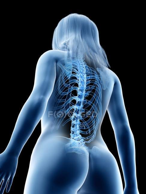 Anatomia femminile che mostra la colonna vertebrale, illustrazione al computer — Foto stock