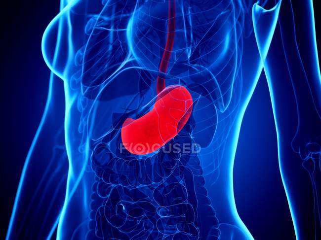 Red stomach in female silhouette on blue background, computer illustration. — Stock Photo