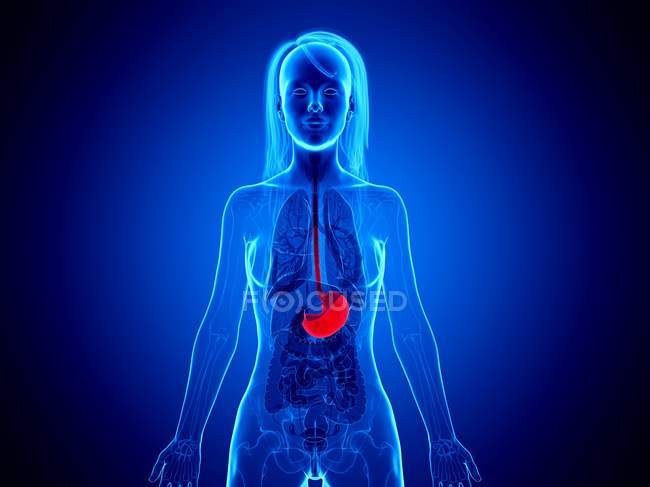Estómago rojo en silueta femenina sobre fondo azul, ilustración por ordenador . - foto de stock
