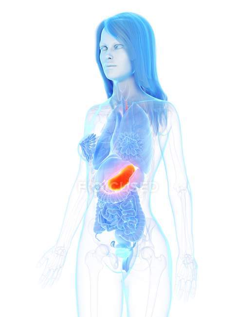 Estómago de color naranja en cuerpo anatómico femenino abstracto, ilustración por computadora . - foto de stock