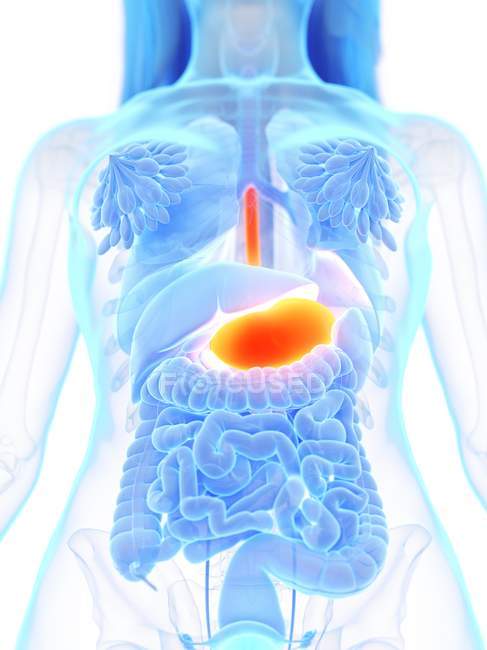 Оранжевый желудок в абстрактном женском анатомическом теле, компьютерная иллюстрация . — стоковое фото