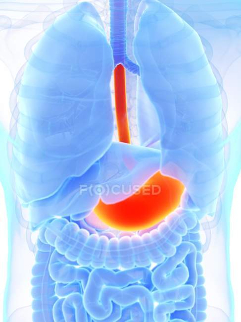 Помаранчевий кольоровий шлунок у абстрактному чоловічому анатомічному тілі, комп'ютерна ілюстрація . — стокове фото