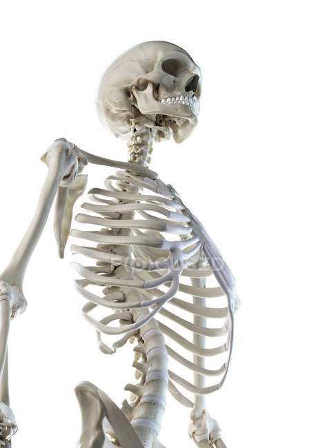 Anatomía del esqueleto humano huesos de tórax, ilustración por ordenador . - foto de stock