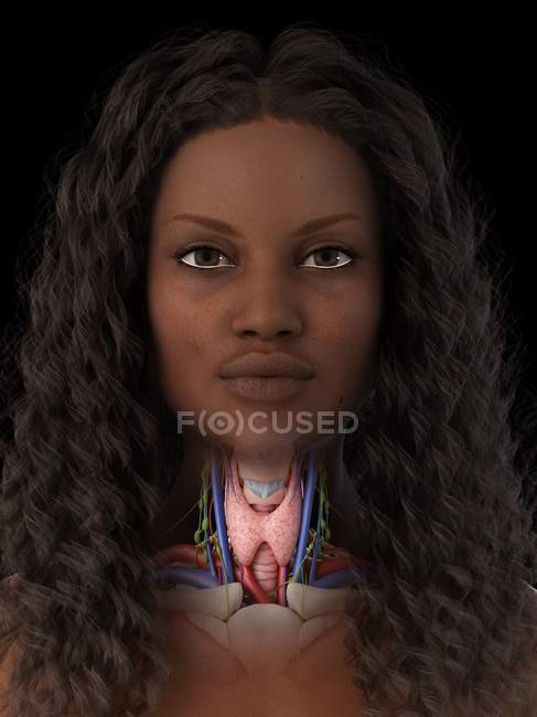 Anatomia della ghiandola tiroidea nel corpo femminile, illustrazione del computer . — Foto stock