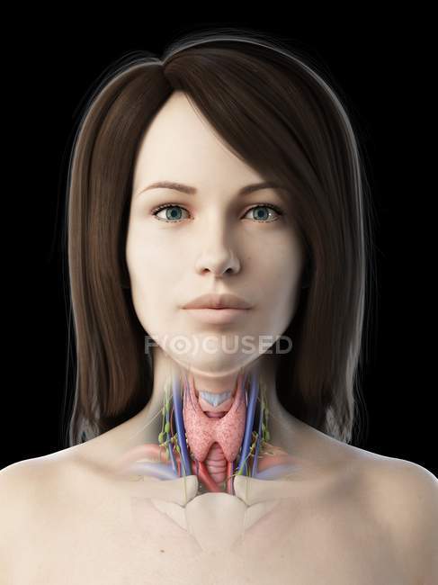 Анатомія щитовидної залози у жіночому тілі, комп'ютерна ілюстрація . — стокове фото