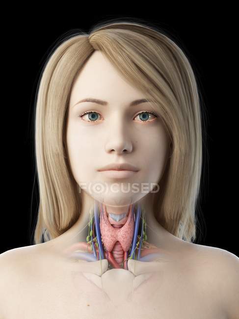 Anatomie de la glande thyroïde dans le corps féminin, illustration par ordinateur . — Photo de stock