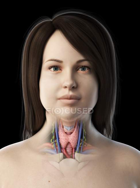 Анатомія щитовидної залози у жіночому тілі, комп'ютерна ілюстрація . — стокове фото