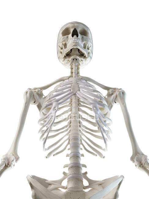 Anatomía del esqueleto humano huesos superiores del cuerpo, ilustración por computadora - foto de stock