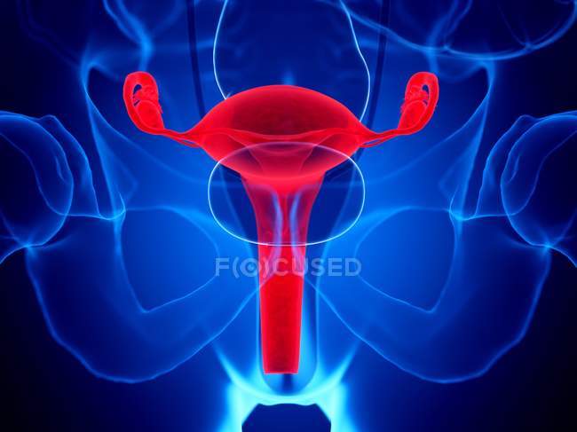 Red colored uterus in female body, computer illustration. — Stock Photo