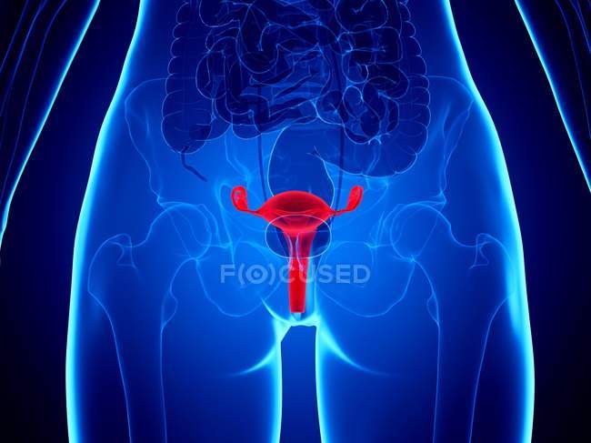 Rot gefärbte Gebärmutter im weiblichen Körper, Computerillustration. — Stockfoto