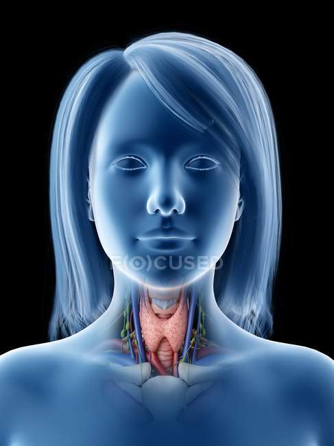 Anatomia della ghiandola tiroidea nel corpo femminile, illustrazione del computer . — Foto stock