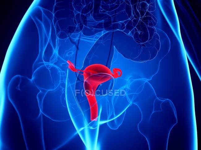 Red colored uterus in female body, computer illustration. — Stock Photo