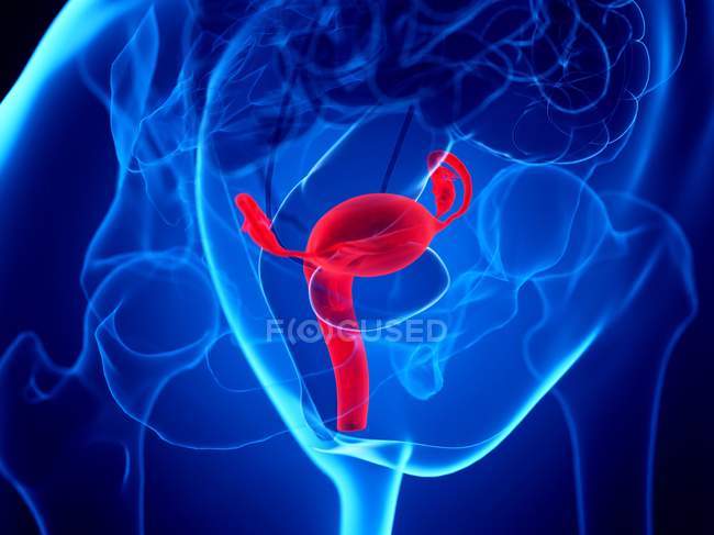 Rot gefärbte Gebärmutter im weiblichen Körper, Computerillustration. — Stockfoto