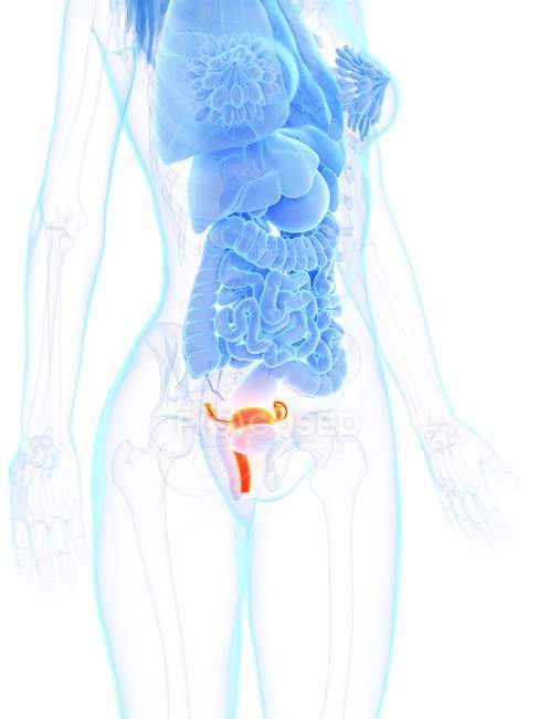 Anatomía femenina con útero detallado, ilustración por computadora . - foto de stock