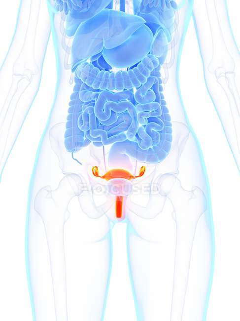 Anatomie féminine avec utérus détaillé, illustration par ordinateur
. — Photo de stock