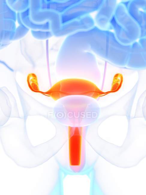 Anatomia femminile con utero dettagliato, illustrazione al computer . — Foto stock