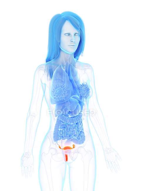 Женская анатомия с подробной матки, компьютерная иллюстрация . — стоковое фото