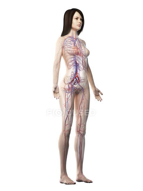 Système vasculaire dans le corps féminin normal, illustration numérique — Photo de stock