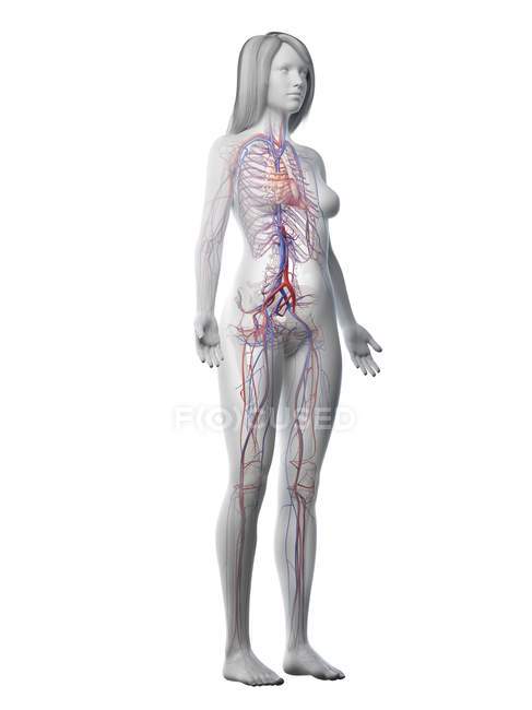 Système vasculaire dans le corps féminin normal, illustration numérique — Photo de stock