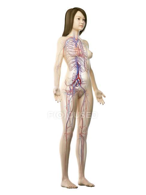 Sistema vascular en el cuerpo femenino normal, ilustración digital - foto de stock
