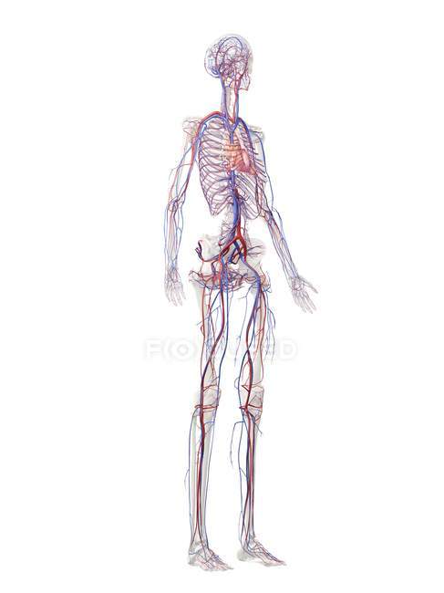 Estrutura do sistema vascular humano, ilustração digital — Fotografia de Stock